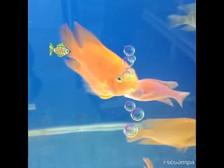 Slideshow 254 20190627 dzbwjp mp4