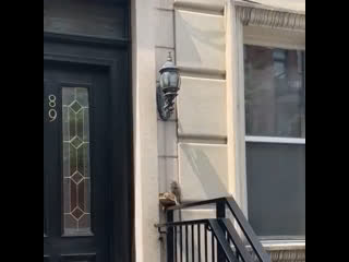 Белку украла пиццу [рифмы и панчи]