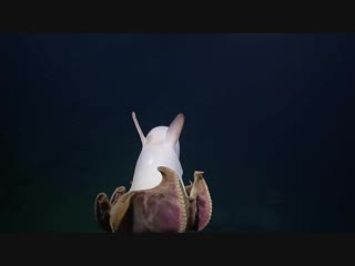 Ghostly grimpoteuthis octopus glides by rov hercules nautilus live интеллектуариум | наука и образование