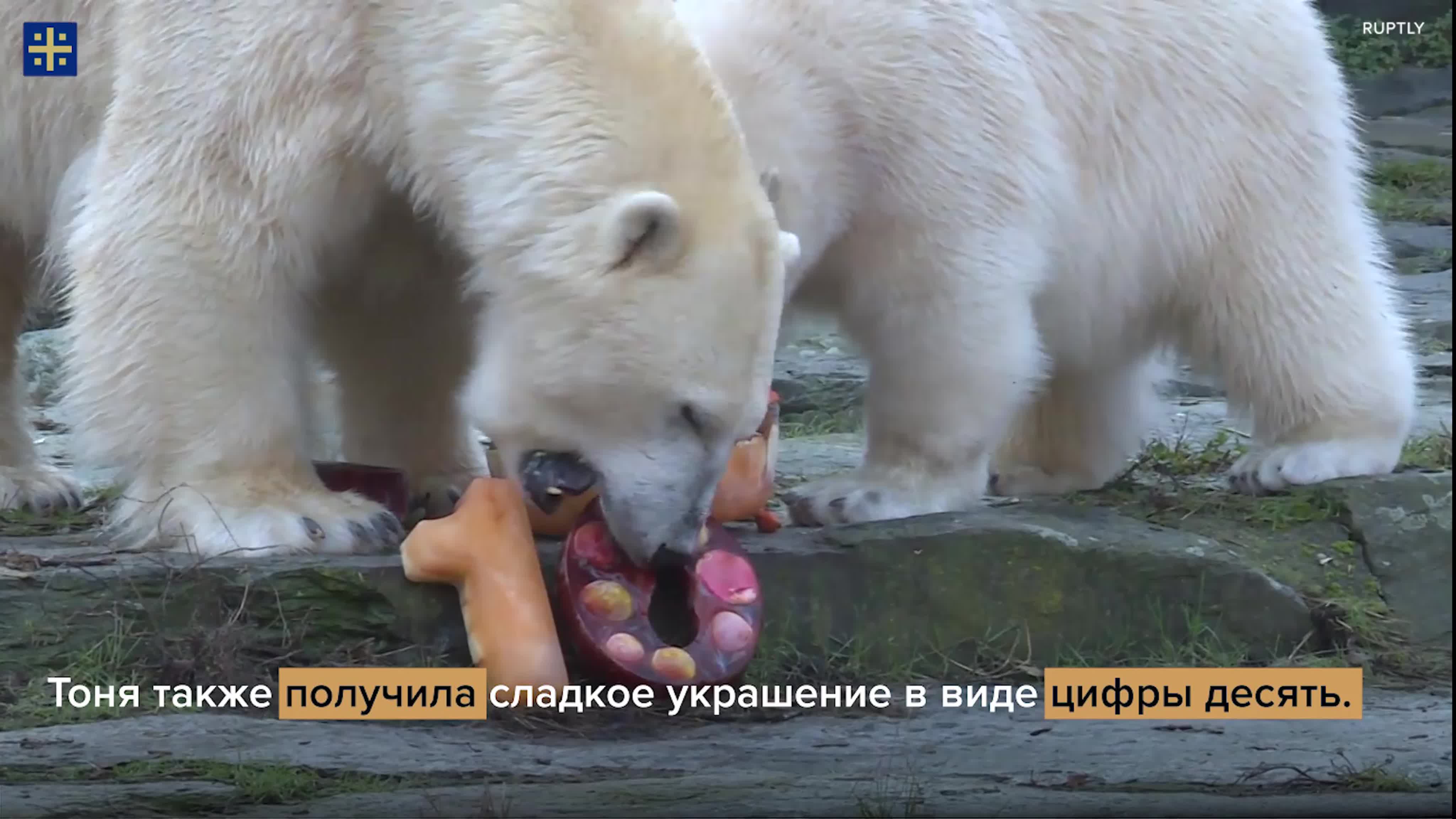 Белый медведь тоня из берлинского зоопарка празднует свое десятилетие