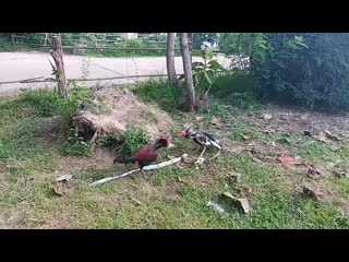 Video 25620528 205145 mp4