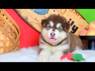 Alaska malamute puppy