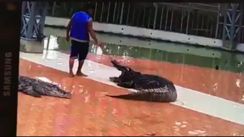 Крокодил кусает за руку смотрителя во время шоу в таиланде (crocodile snaps a keeper's arm during show in thailand)