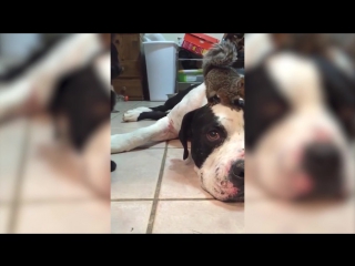 Поймай свою белочку