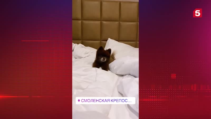 Выкупившую два места в поезде ирэн феррари заставили посадить собачку в ноги