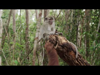 A cute orangutan & macaque form a unique friendship