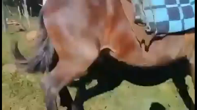 Буян и баян