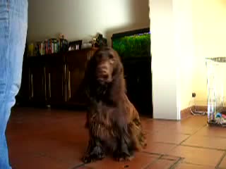 Филд спаниель field spaniel bentley in training