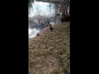 Видео от частная конюшня приозерск