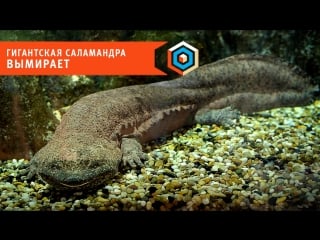 Гигантская саламандра вымирает