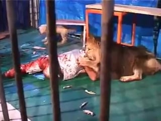 Лев набросился на сотрудника зоопарка во время кормления и был застрелен +21