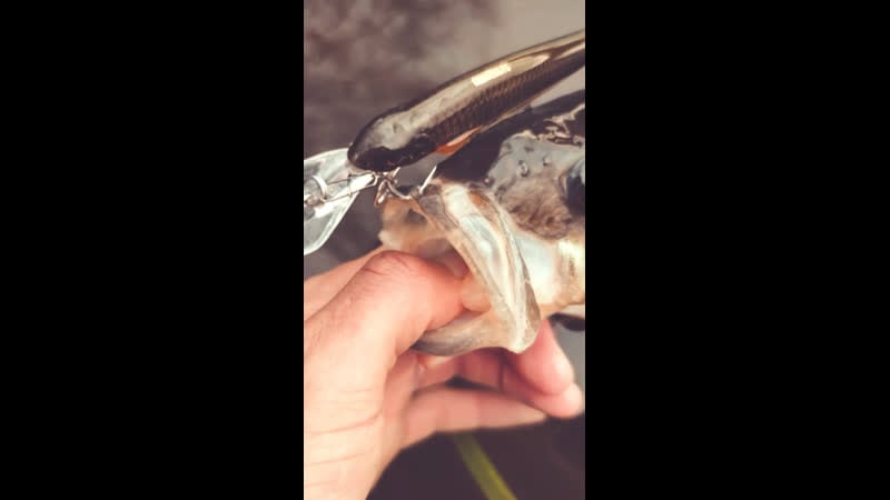 Шикарный окунь