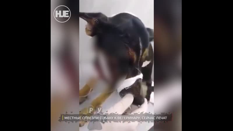 В днепре пенсионер чуть не молодыесекс