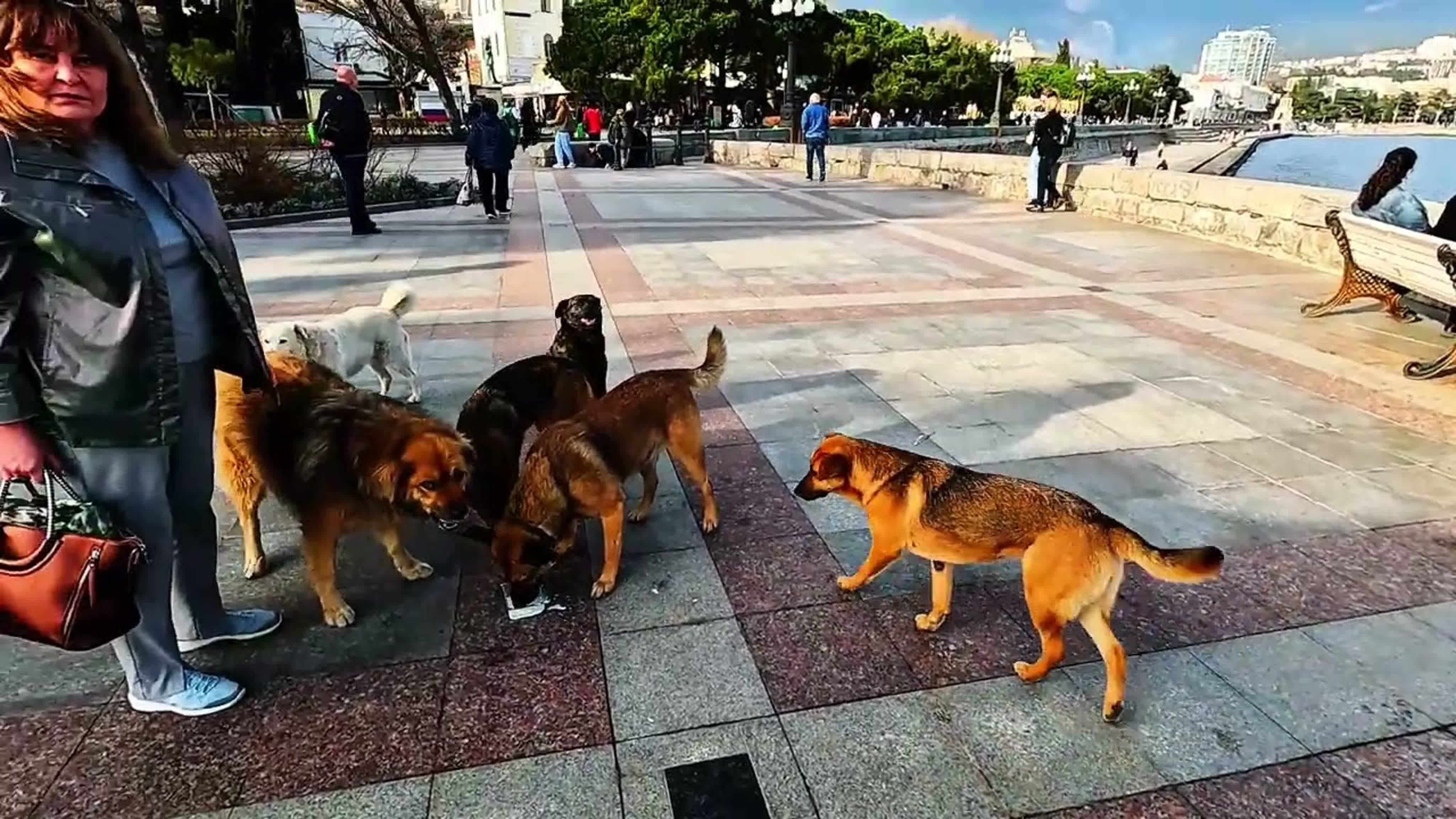 ▶️ толпа молодые погода +15 вода+11 набережная, пляж, море, сквер ялта крым  сегодня 13 02 2024