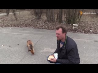 Чернобыльский лис делает бутерброд chernobyl fox to make a sandwich