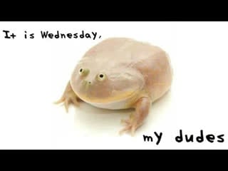 It is wednesday my dudes! finaly wednesday