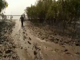 Nat geo wild hd тигры людоеды