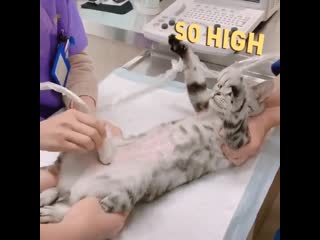 Cpt (cat pro tip) don't do catnip before an ultrasound