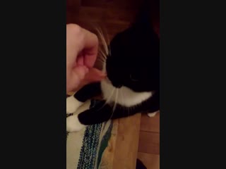 Просит веганскую колбаску😁