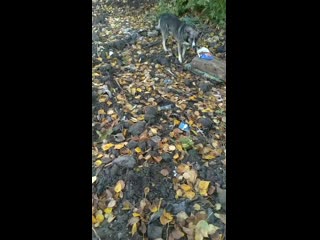 Vid 20200921 110732 mp4