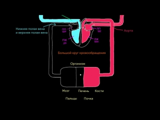 Два круга кровообращения [720p]