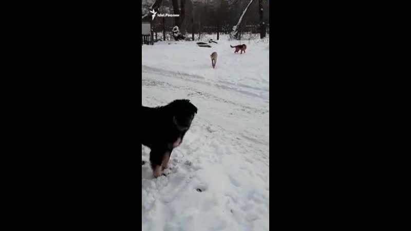 Бродячие псы наводят страх на жителей казанского микрорайона