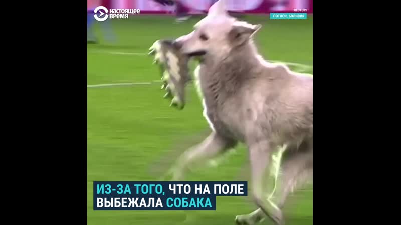 В боливии из за молодые прервали футбольный матч