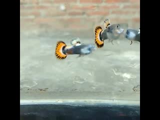 Гуппи orange juzz +38409456375464