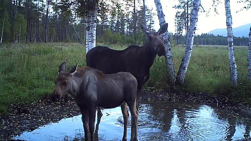 Самка лося с лосенком