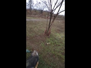 Vid 20171231 104347 mp4