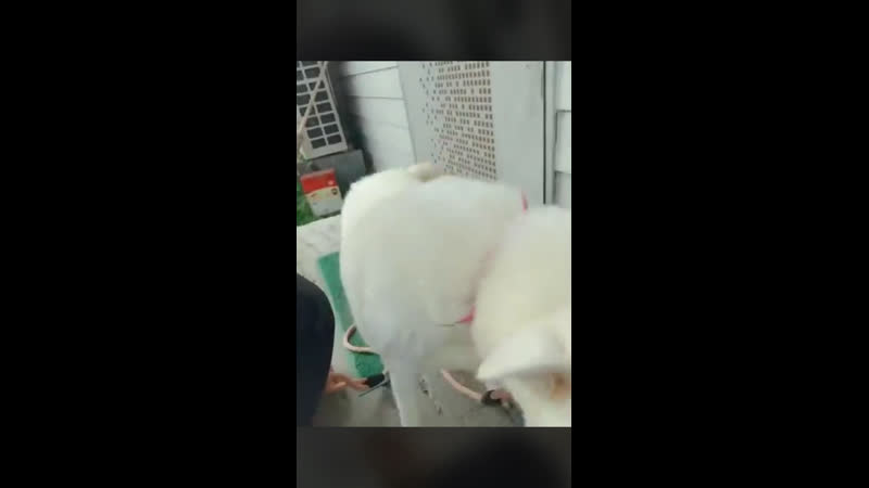 「 junhee and pupu 」