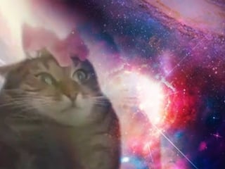 Cat transcendence limitless