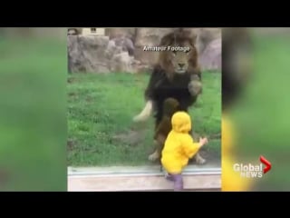 Lion smashes against glass enclosure at japan porn after staring contest with boy