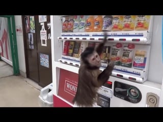 Diapered monkey buys juice from vending machine for his human friend