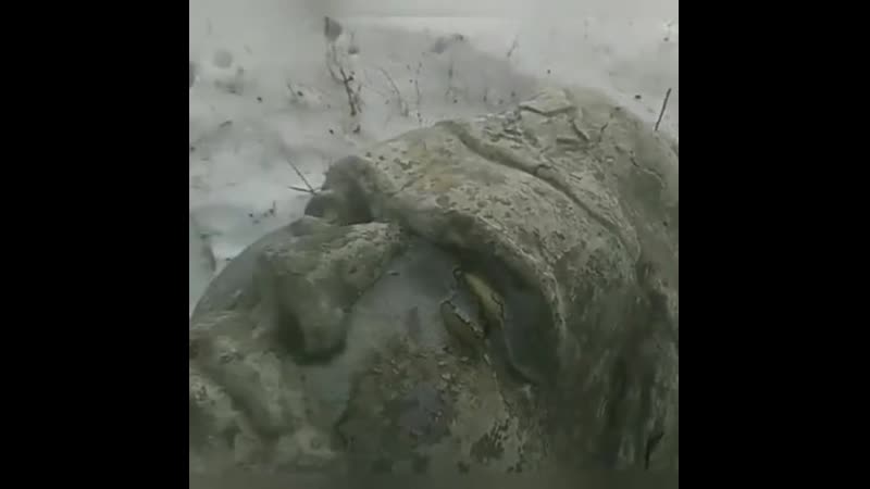 Братская могила