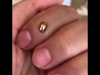 Golden tortoise beetle looks like a golden scarab