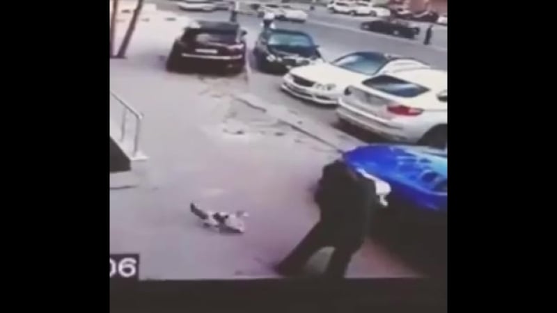 Кот обезумел