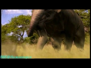 Bbc «прогулки с чудовищами (4) ближайший родственник» (документальный, 2001)