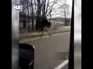 В смоленской области на видео попал страус, бежавший вдоль трассы