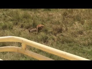 Mother saves baby zebra from lion porn brutal kick dynasties 720p mp4