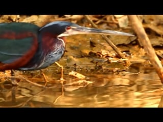 Agami heron agamia agami