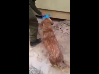 Мама спасает своего щенка от утопления