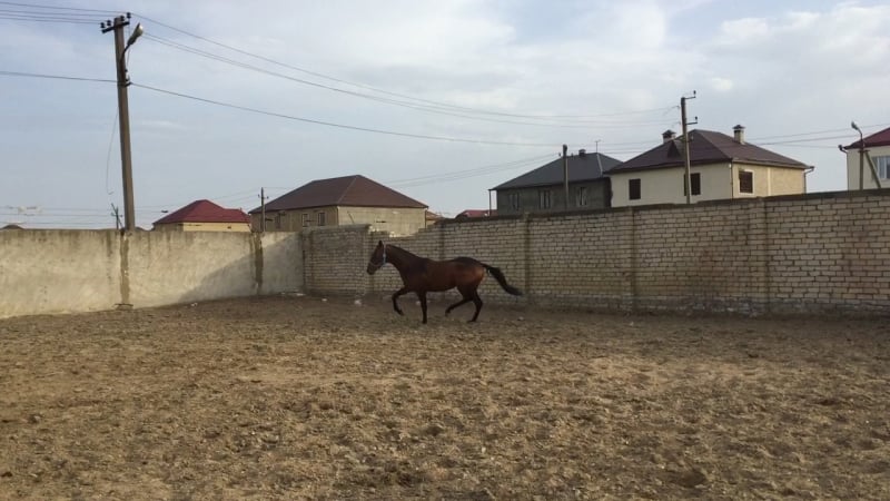 Ахалтекинский жеребец камил