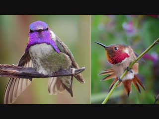 What happens when you put a hummingbird in a wind tunnel (deep look)