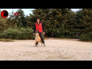 Belgian malinois training