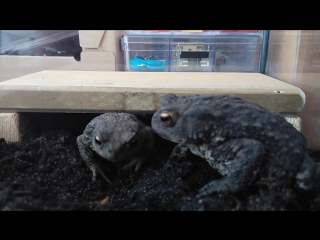 Feeding my toads mealworms1