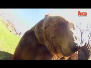 Wrestling a grizzly bear in my gardenbarcroft tv174