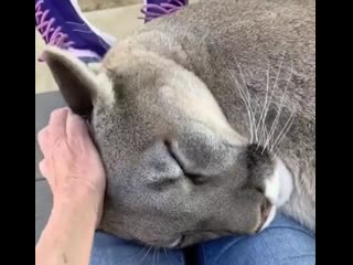 A very contented cougar