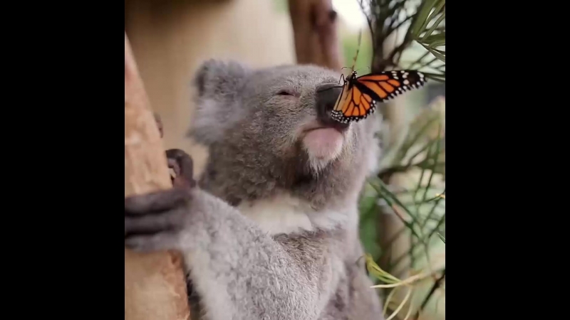 Коала подружилась с бабочкой