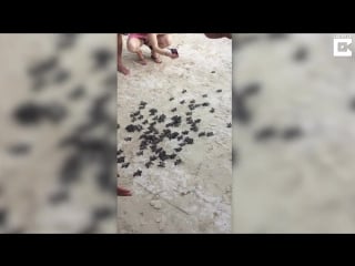Adorable baby turtles released on beach